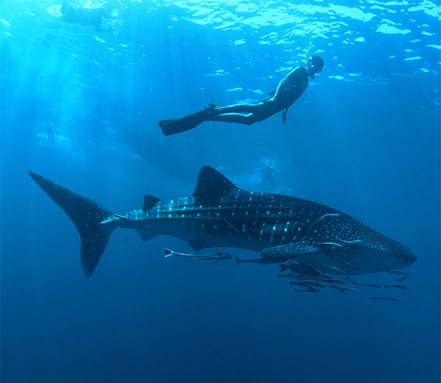 Snorkeling with whales